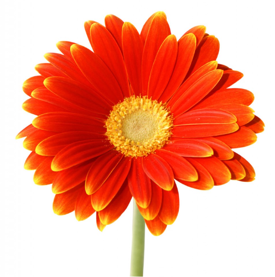 Photo of a daisy